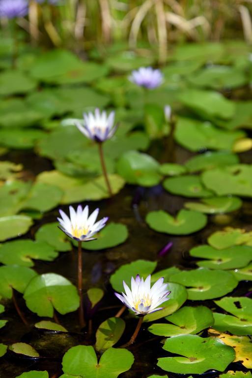 Sun Moon Lake Bamboo Rock Garden Yuchi Εξωτερικό φωτογραφία