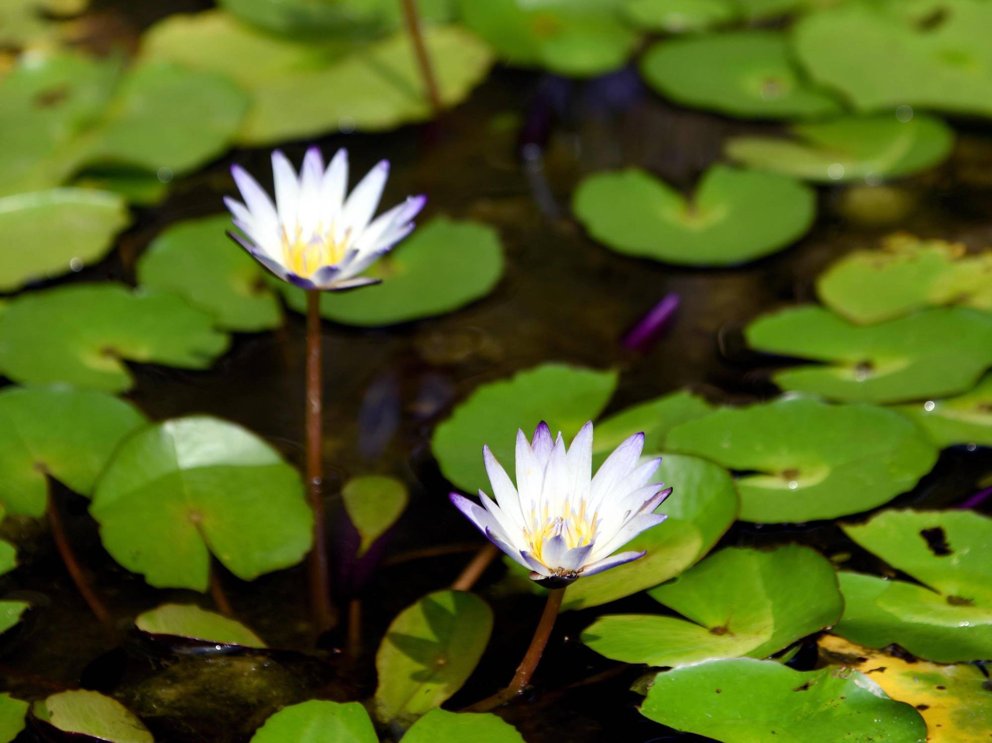 Sun Moon Lake Bamboo Rock Garden Yuchi Εξωτερικό φωτογραφία